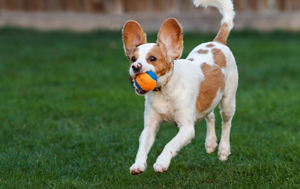 Ein kleiner Hund rennt mit Ball im Maul über einen Rasen.
