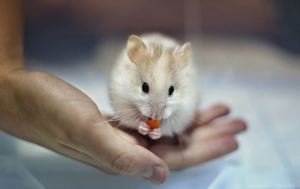 Ein Hamster mit hellem Fell sitzt in einer Hand und frisst ein Stück Karotte.