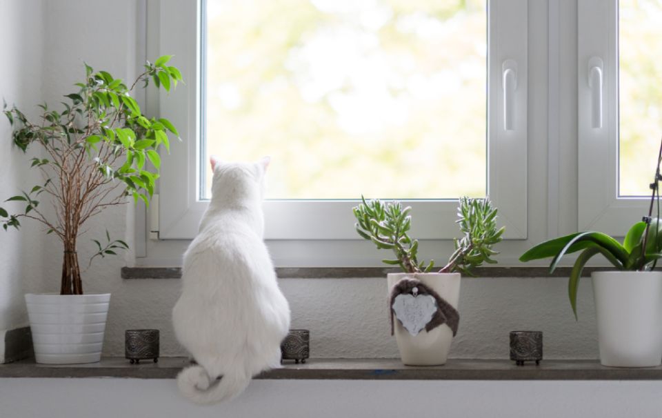 Rückenansicht: Eine weiße Katze sitzt zwischen Blumentöpfen und blickt aus dem Fenster.